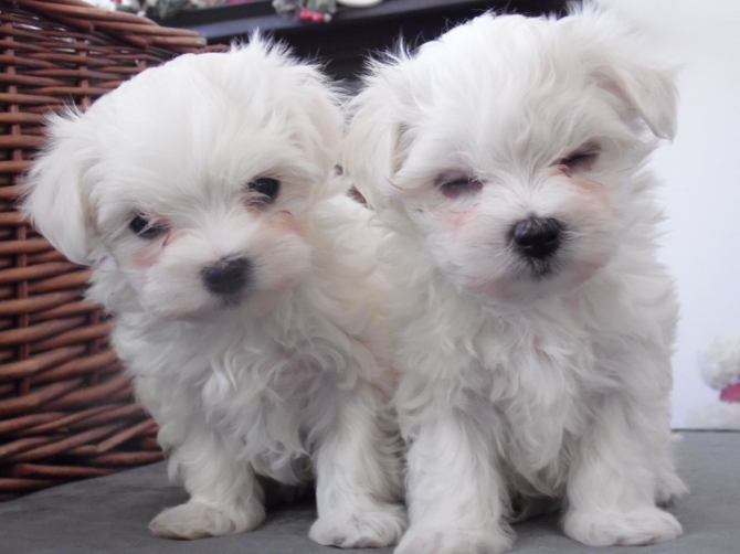Kc Registered maltese puppies 